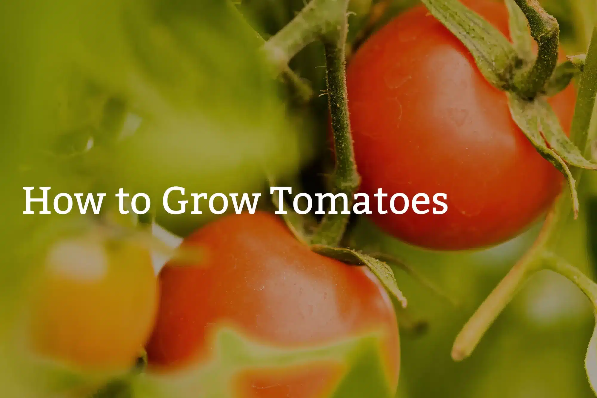 How to Grow Tomatoes - Burbank House & Garden